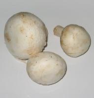 Champignons