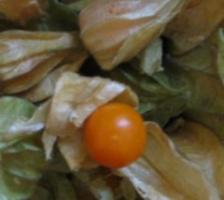 Physalis